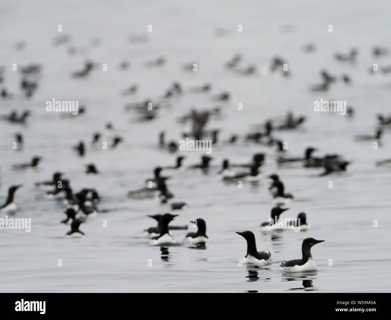 Murres comunes, Uria aalge, anidando en Ariy Kamen fuera de la isla de Bering, Islas Commander, Rusia Foto de stock