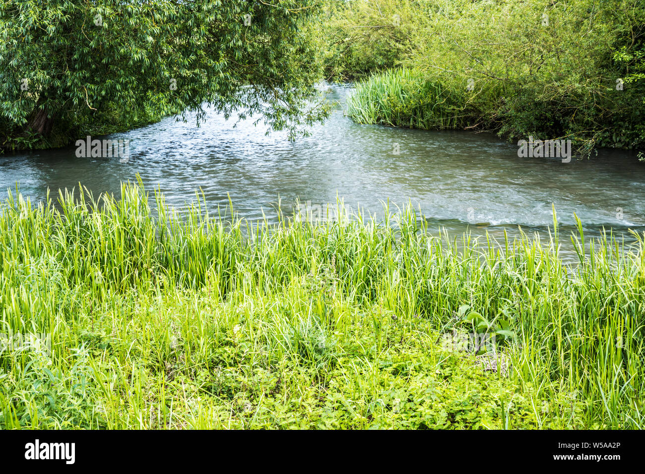 El río Windrush en verano en los Cotswolds. Foto de stock