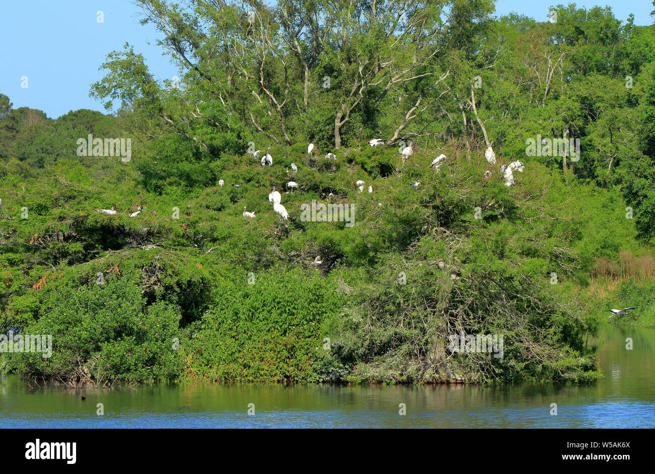 Muchas cigüeñas posados sobre e isla, en un estanque, en el Refugio Nacional de Vida Silvestre de cuello Harris, Georgia Foto de stock