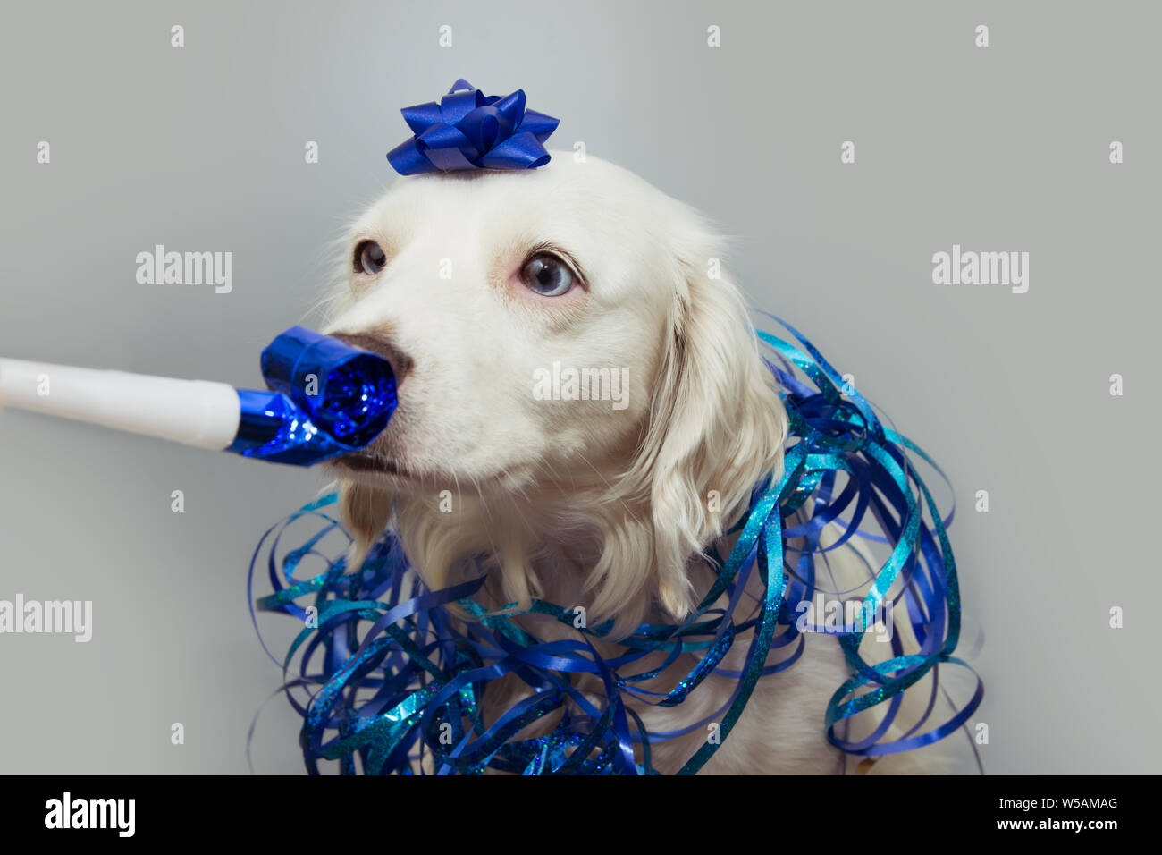 Las serpentinas de carnaval, la víspera de Año Nuevo o el cumpleaños sobre  fondo azul Fotografía de stock - Alamy