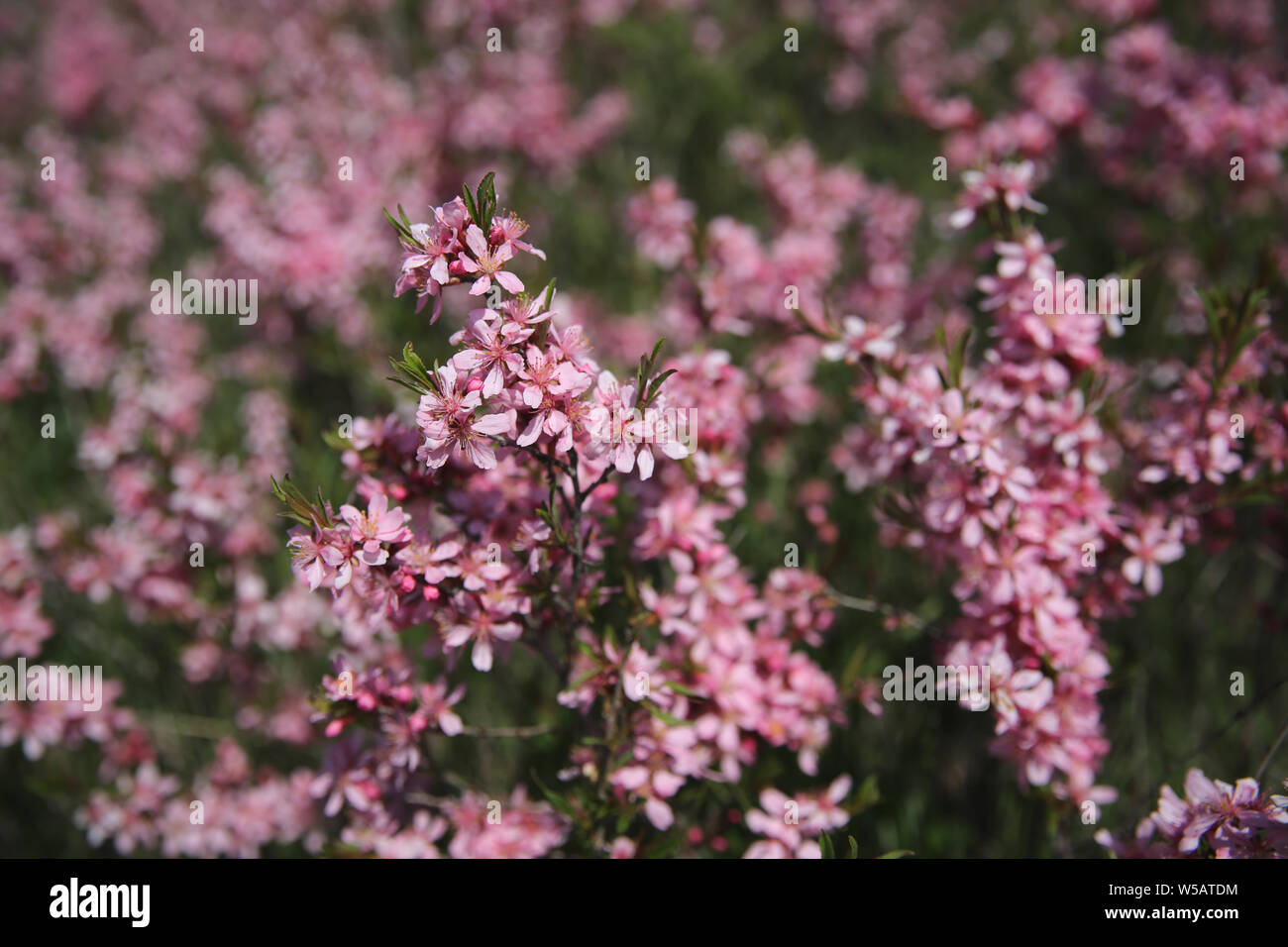 Floración enano almendro (Prunus tenella) arbustos en la pradera Foto de stock