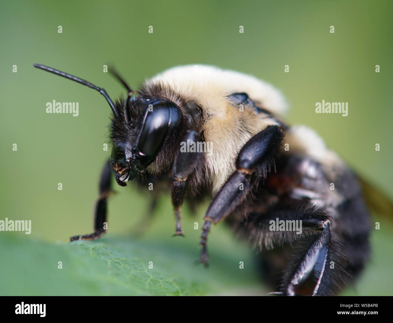 Miel de abejas despertando de su sueño Foto de stock