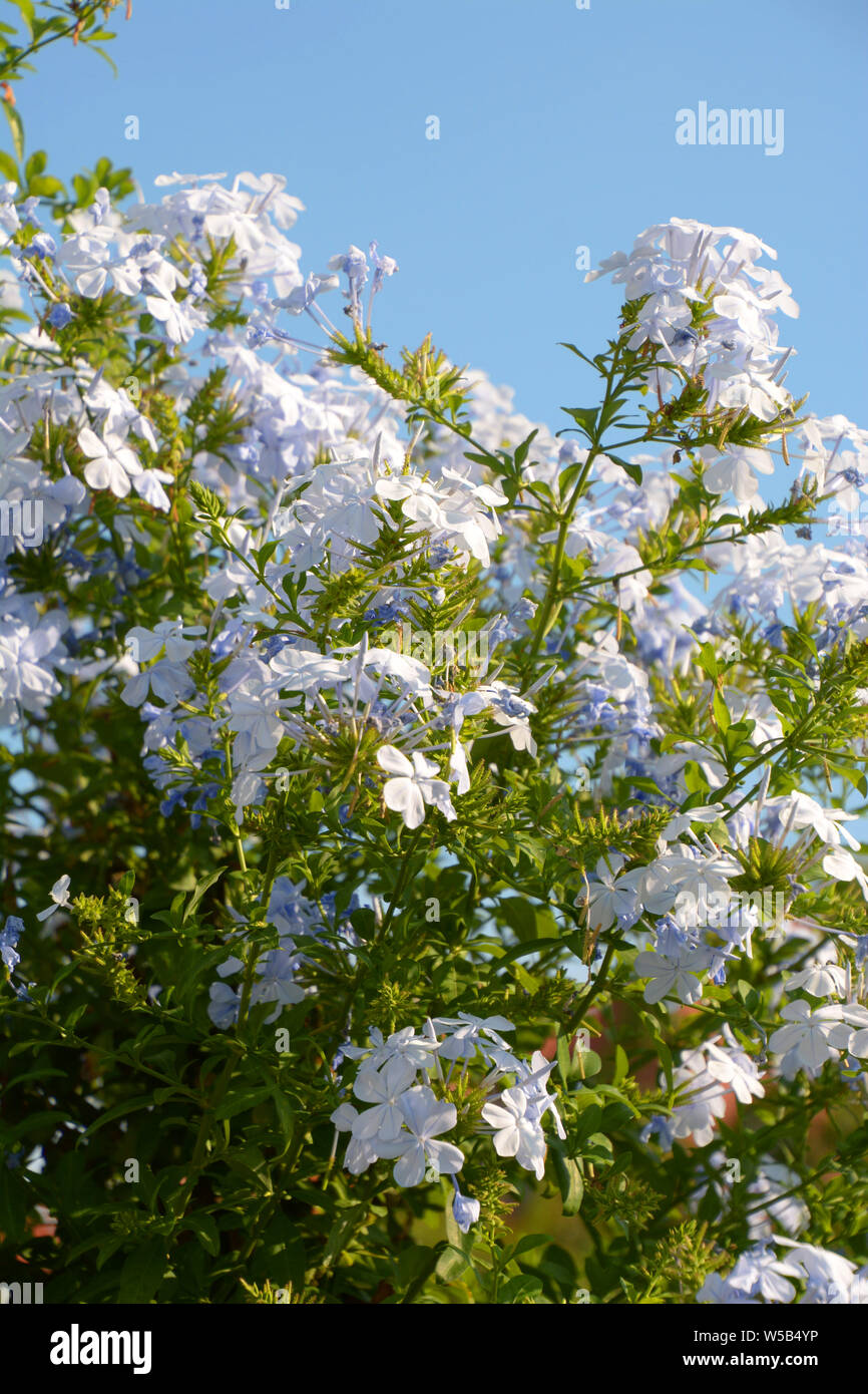 Jazmín planta enfrente de azul cielo estival, Jasminum officinale jazmín  común o planta aromática en flor en verano Fotografía de stock - Alamy
