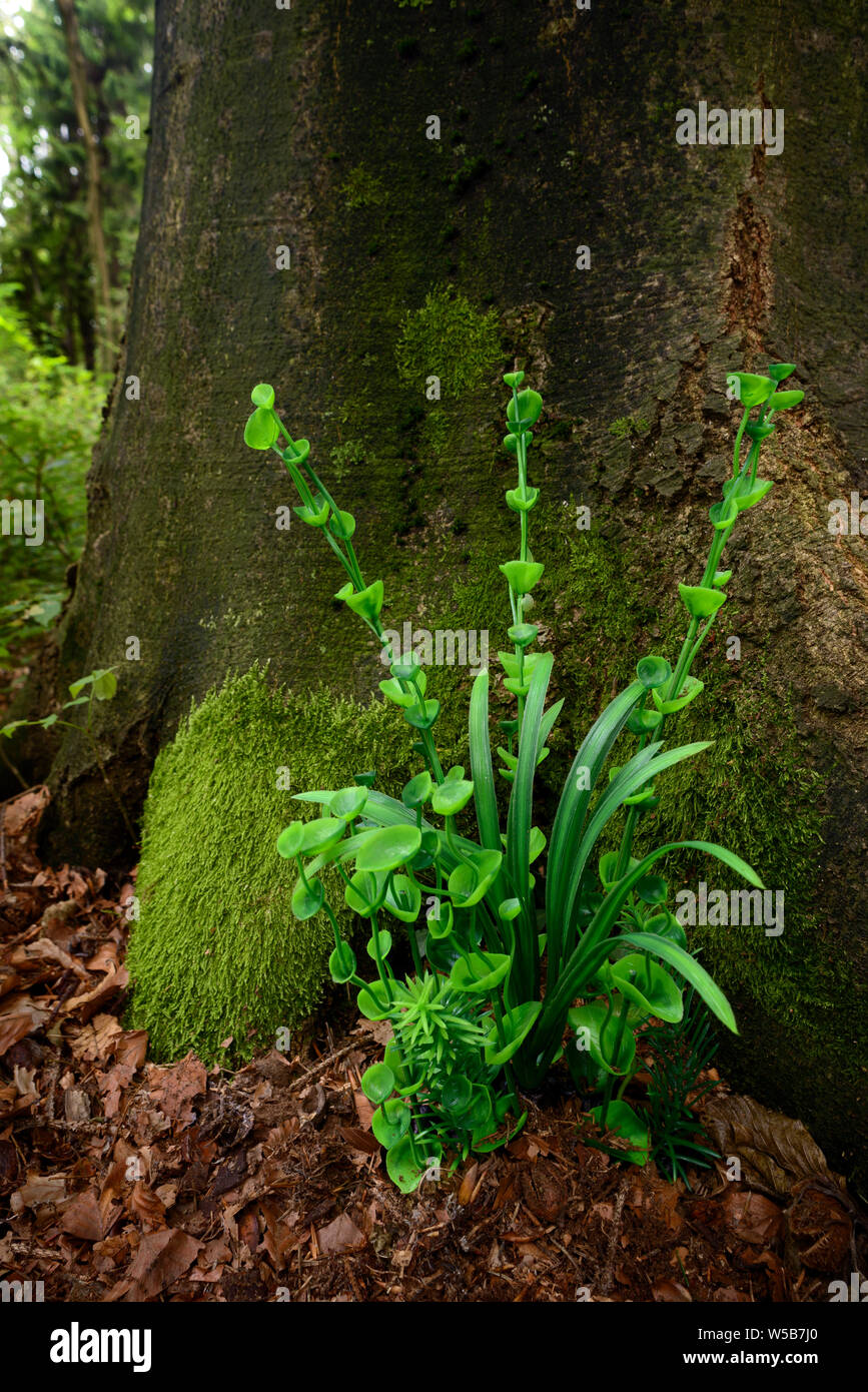 Planta creado artificialmente en el bosque Foto de stock