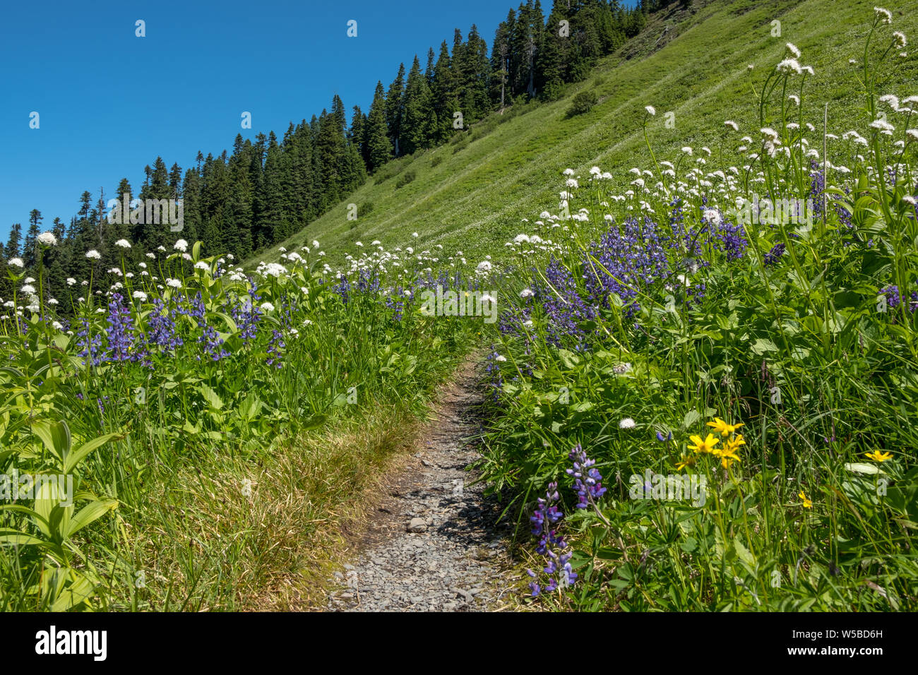 Alpine praderas salvajes en plena floración con altramuz azul y un surtido de flores blancas y amarillas. Lagos Damfino Trail, Mt Baker, Washington, EE.UU. Foto de stock
