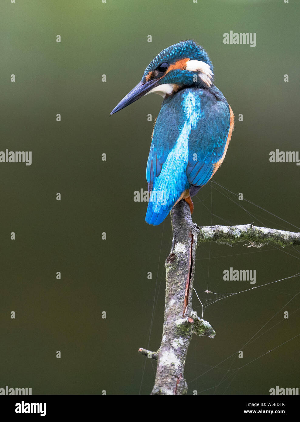 Kingfisher macho posado en una rama en busca de peces en el río abajo. Foto de stock