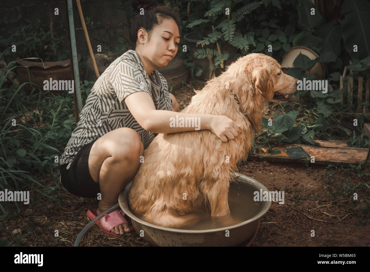 Bañar el perro, una mujer está bañando a su perro golden retriever  Fotografía de stock - Alamy