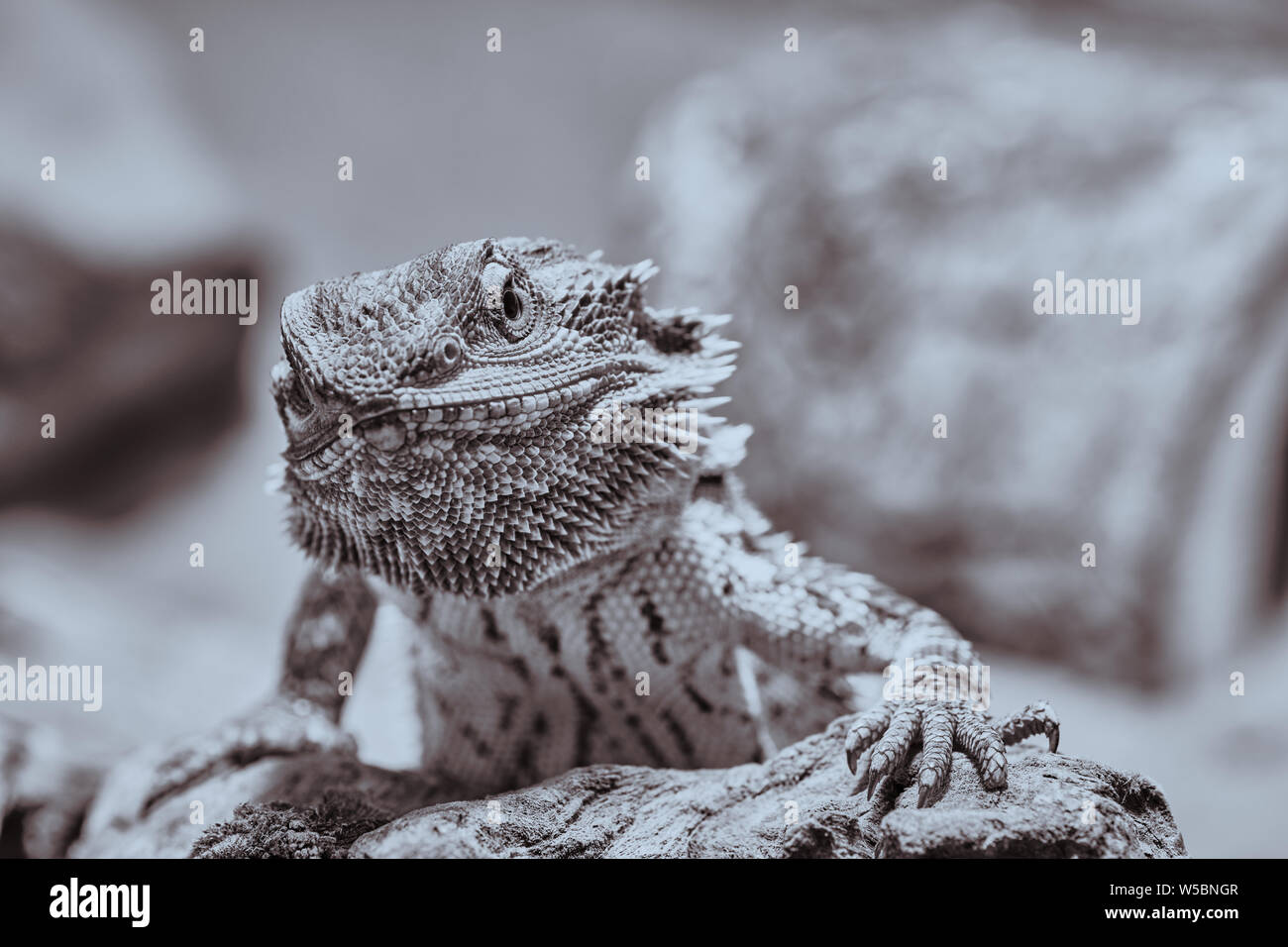 Macro de macho dragón barbudo con enojo en la cámara, la mitad retrato en blanco y negro Foto de stock