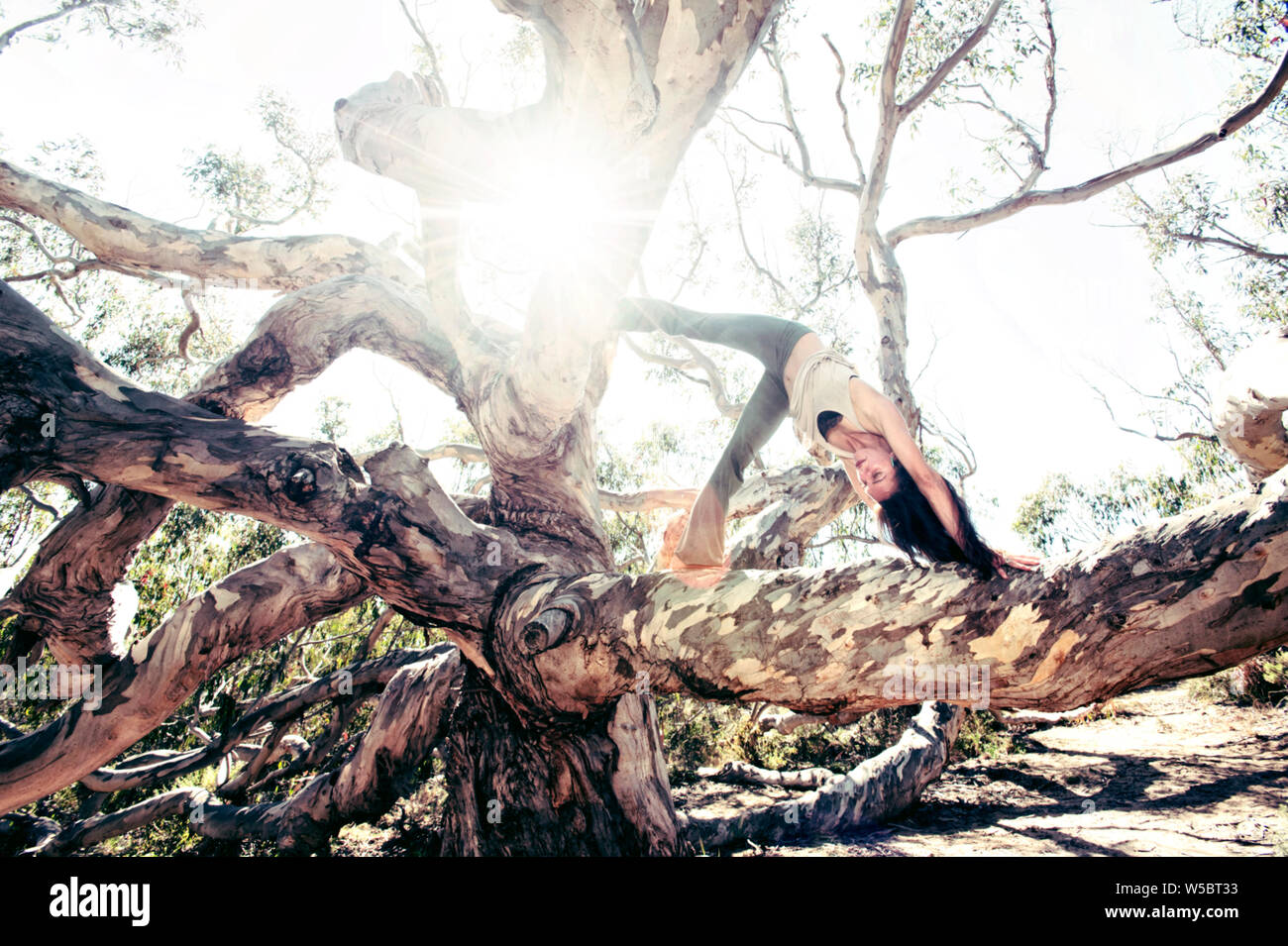 Joven Mujer jugando natural yoga sobre un árbol viejo. Foto de stock