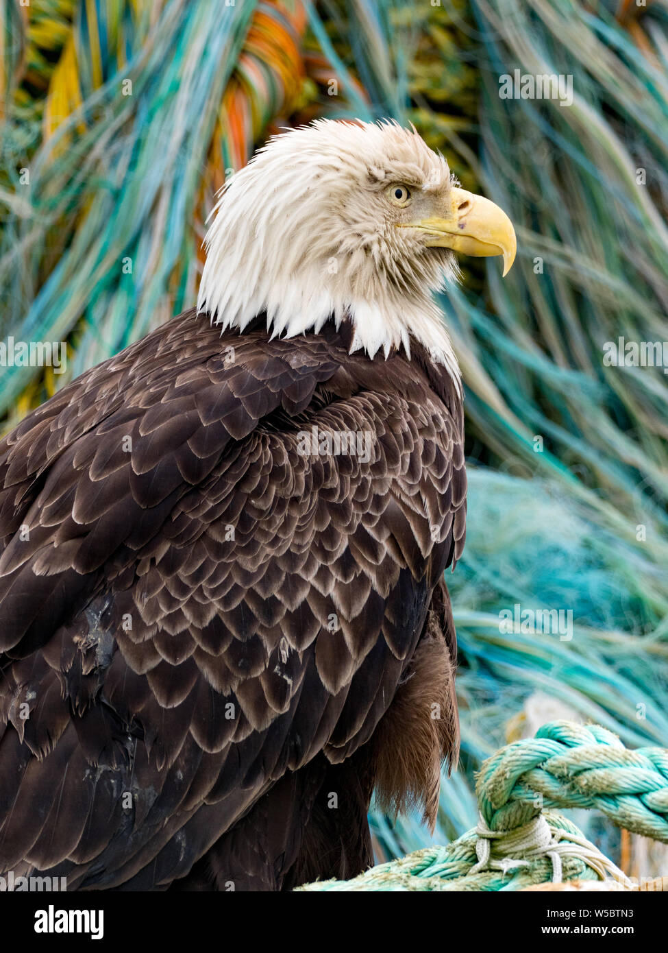 Un águila calva permite cerrar las vistas en la comunidad pesquera de Dutch Harbor, Aleutianas, Alaska, EE.UU. Foto de stock