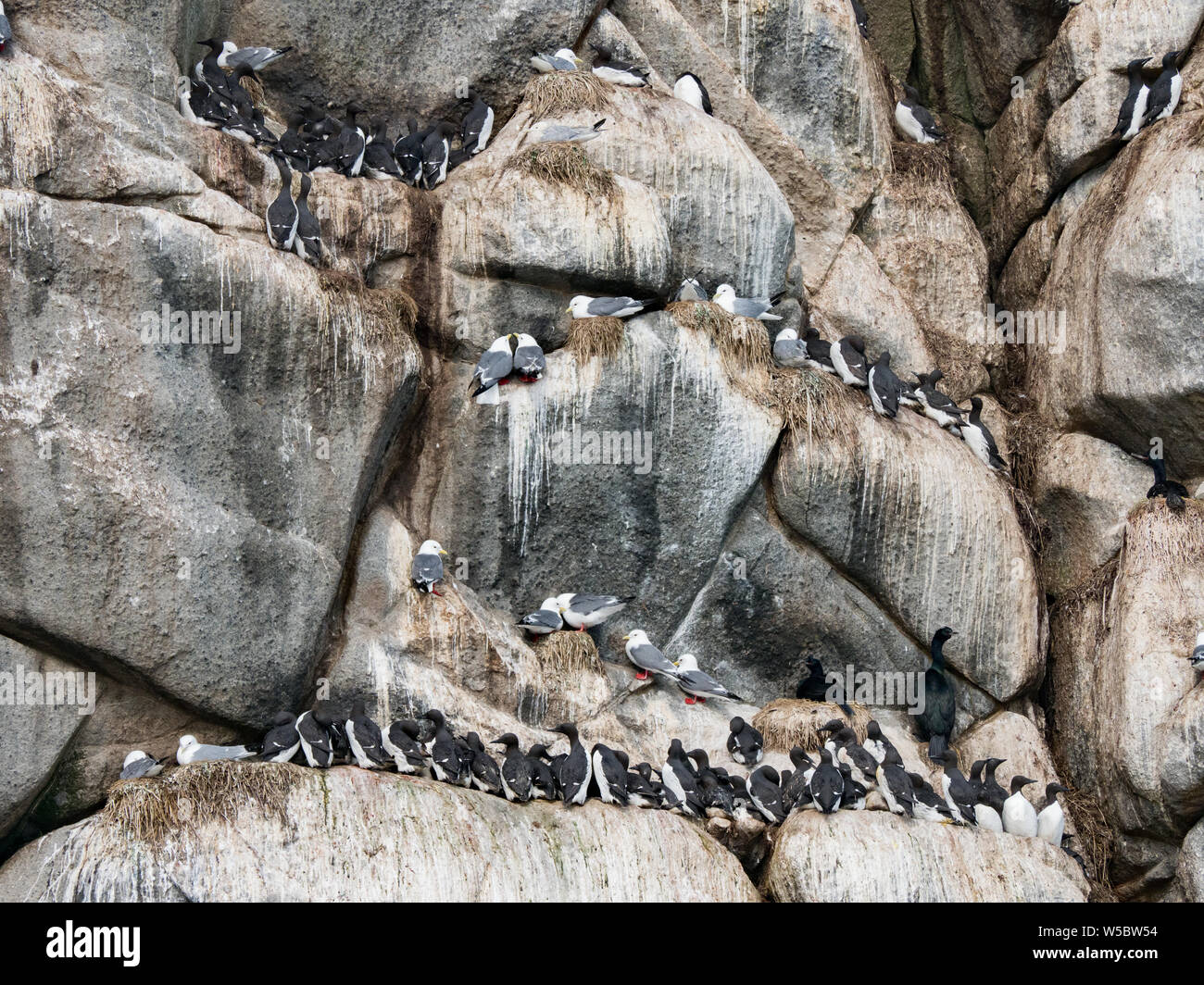 Las aves marinas que anidan en los acantilados a Ariy Kamen Isla fuera de la isla de Bering, Rusia Foto de stock