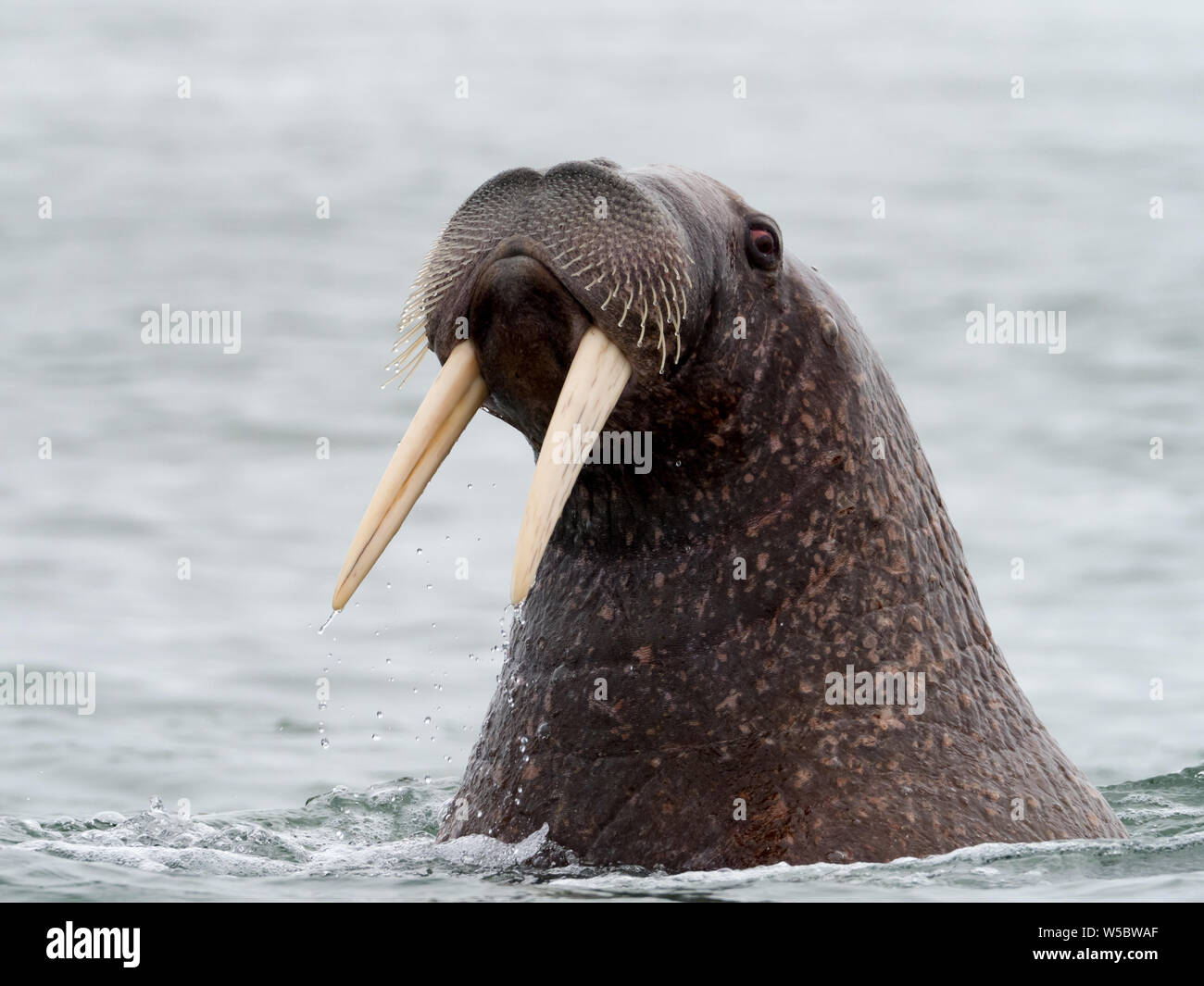 La morsa (Odobenus rosmarus) cerca de toro con grandes colmillos nadar en  el océano Ártico Fotografía de stock - Alamy