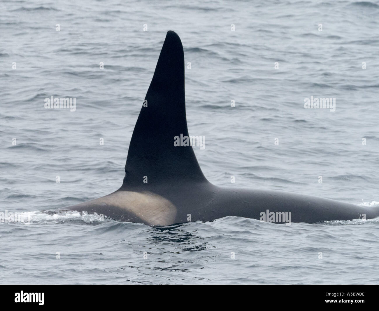 Un residente de la ballena asesina, Orcinus orca, en las Aleutianas de Alaska, EE.UU. Foto de stock