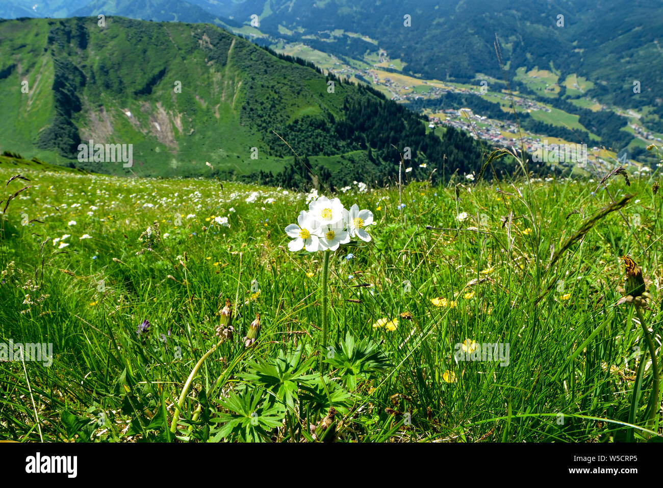 La belleza panorámica de la montaña paisaje con flores silvestres. Foto de stock