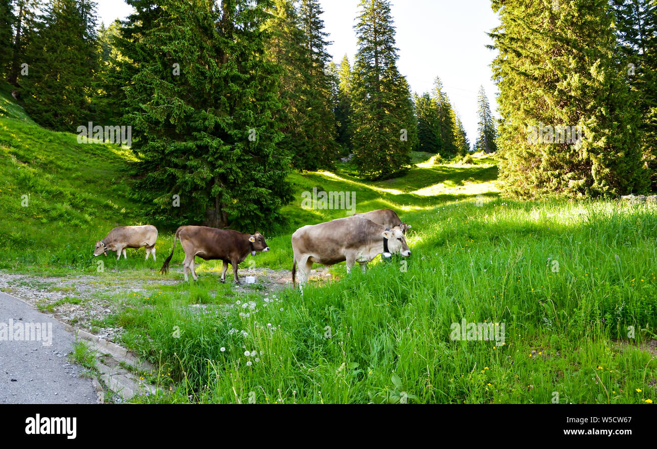 El rebaño de vacas que pastan en los Alpes. Foto de stock