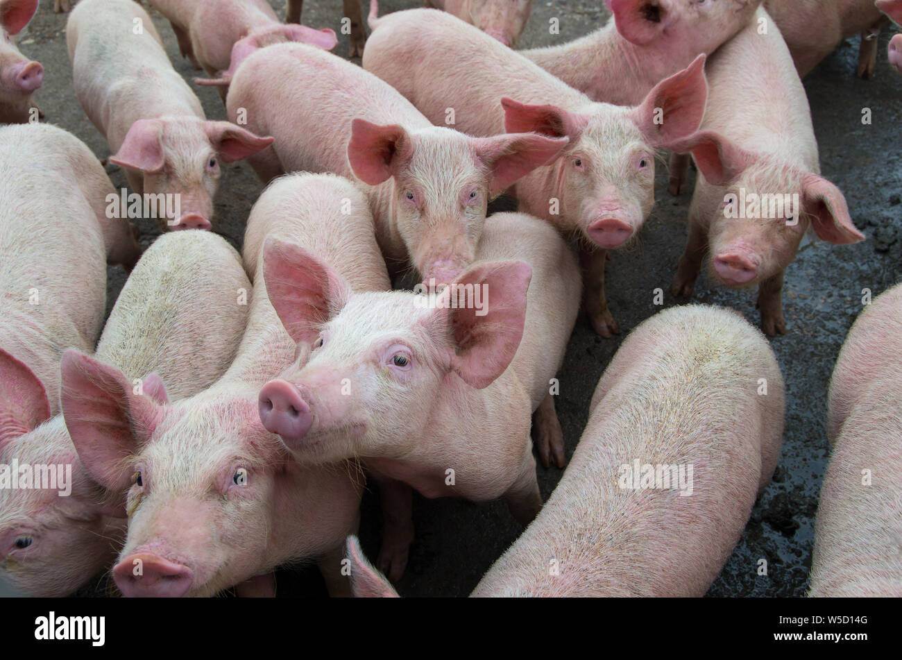 Enfermedades de los cerdos. La peste porcina africana en Europa. Foto de stock