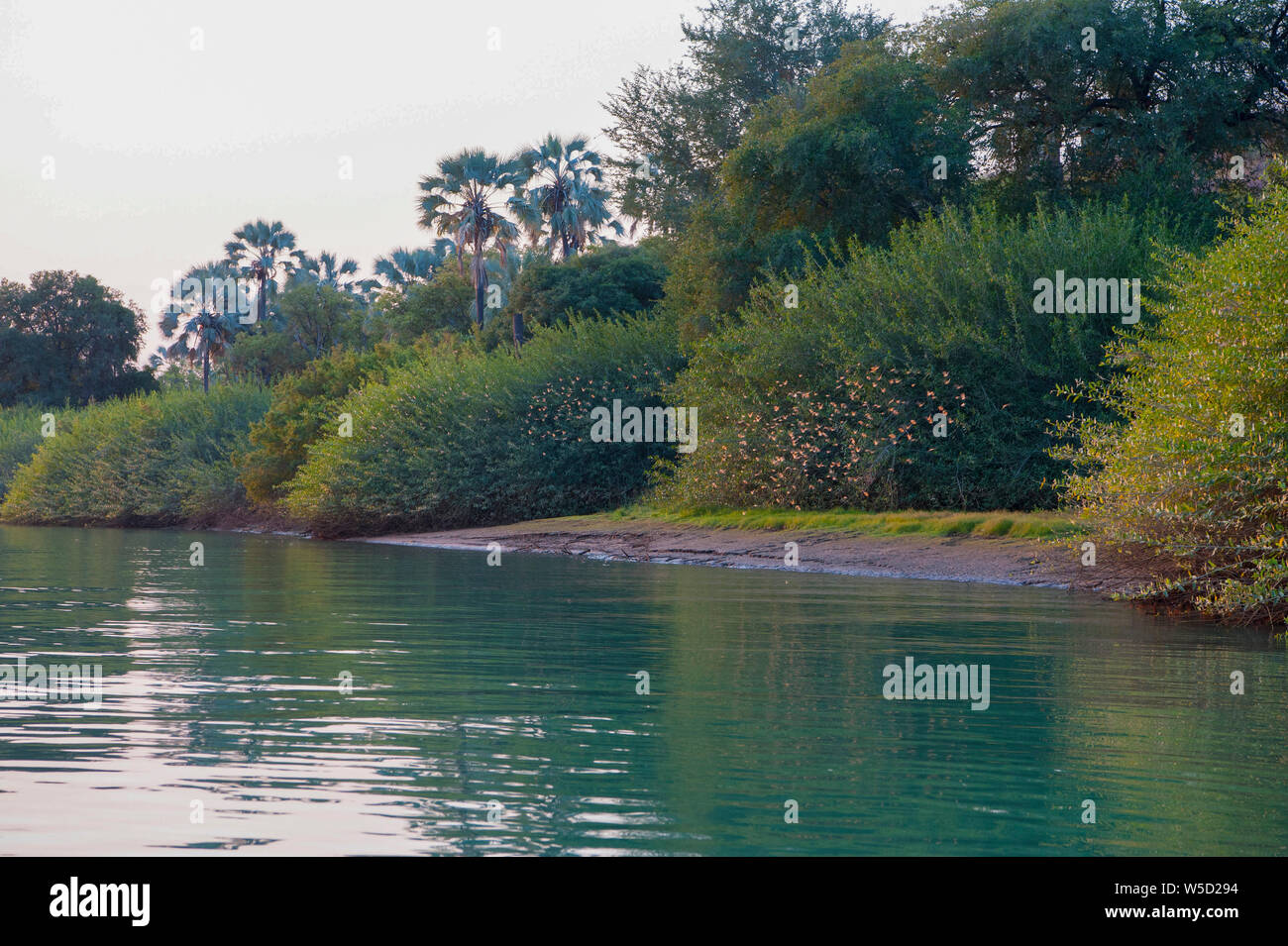 Una bandada de mariposas en el río Kunene (río Cunene), la frontera entre Angola y Namibia, Sur-África occidental Foto de stock