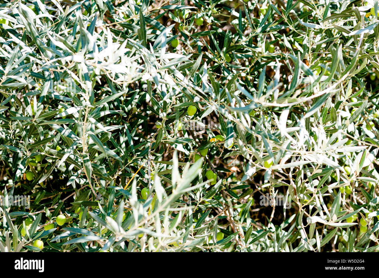 Deliciosos frutos del olivo. Las aceitunas son útiles para la fruta que crece en países con climas cálidos. Hacer aceite de oliva aceitunas. Foto de stock