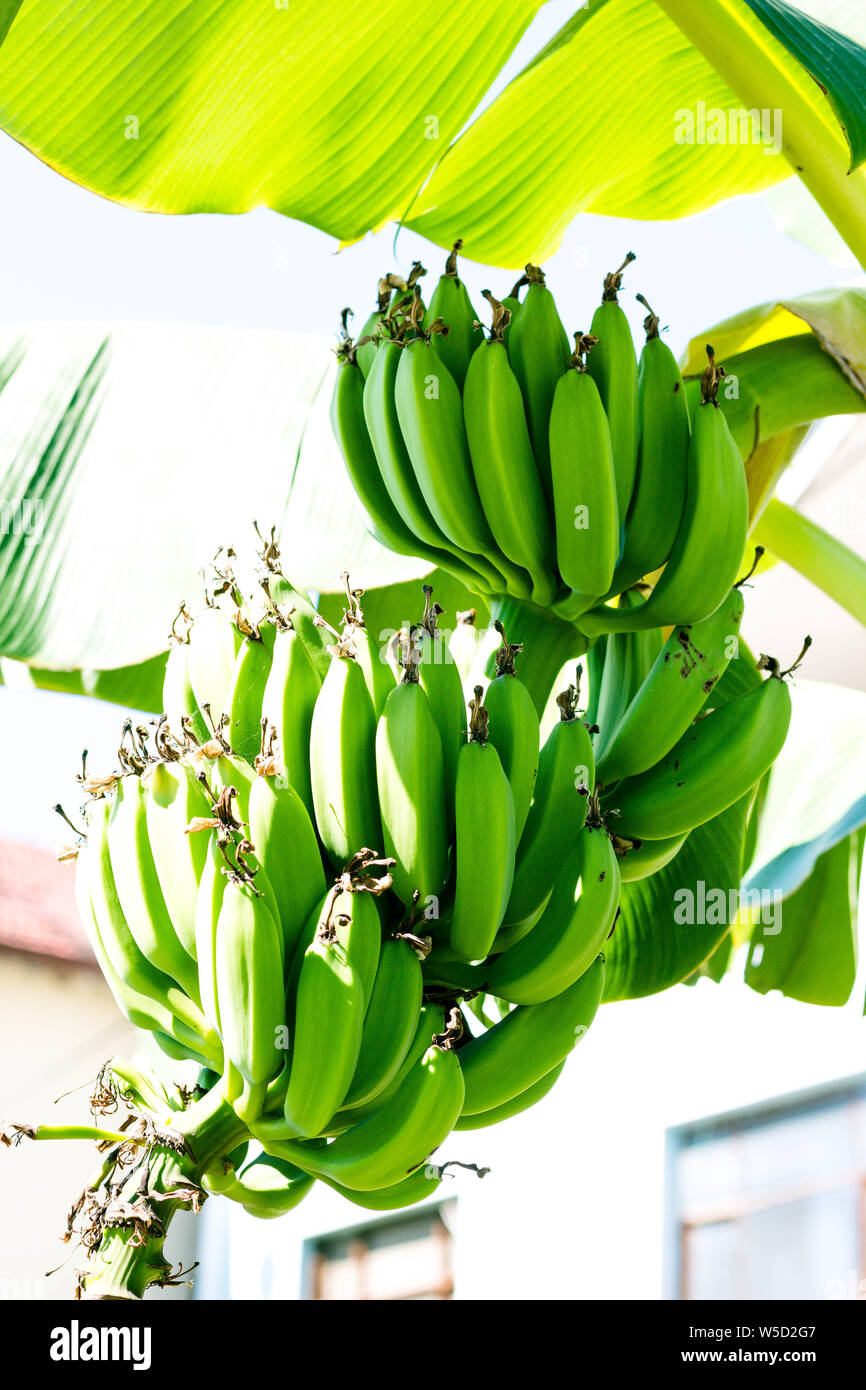 Deliciosas frutas de banana Palm. Los plátanos son una fruta sabrosa y saludable que crece en países con climas cálidos. Foto de stock