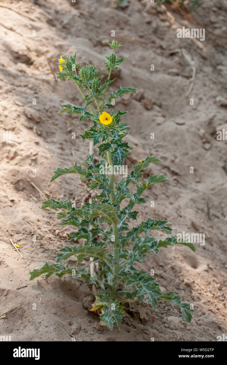 Espinosa wildplant con flores amarillas fotografiados en el río Kunene (río Cunene), la frontera entre Angola y Namibia, Sur-África occidental Foto de stock