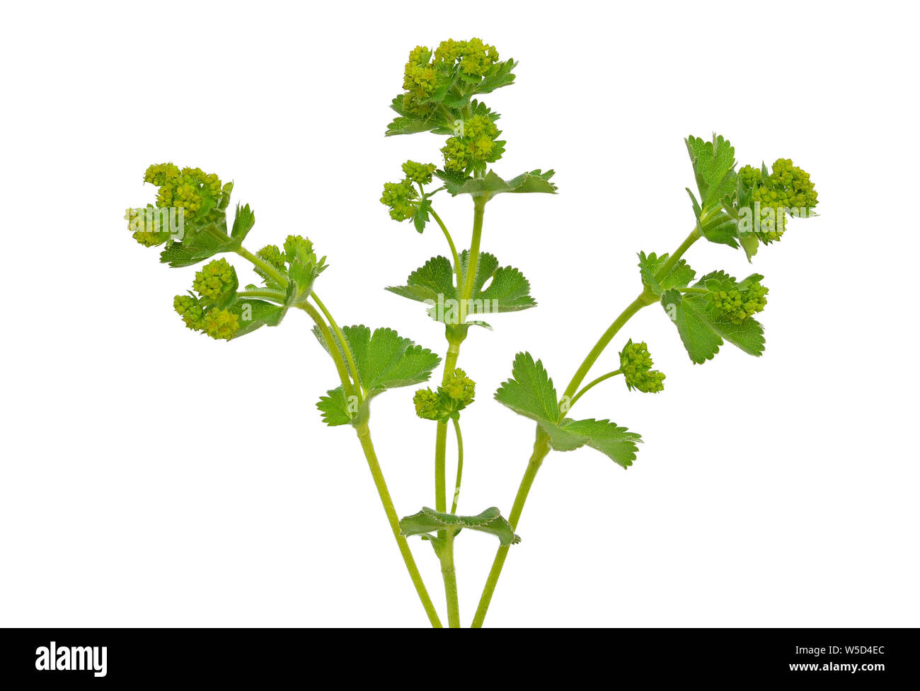 Ladys manto hierba (Alchemilla Mollis) aislado sobre fondo blanco. Foto de stock