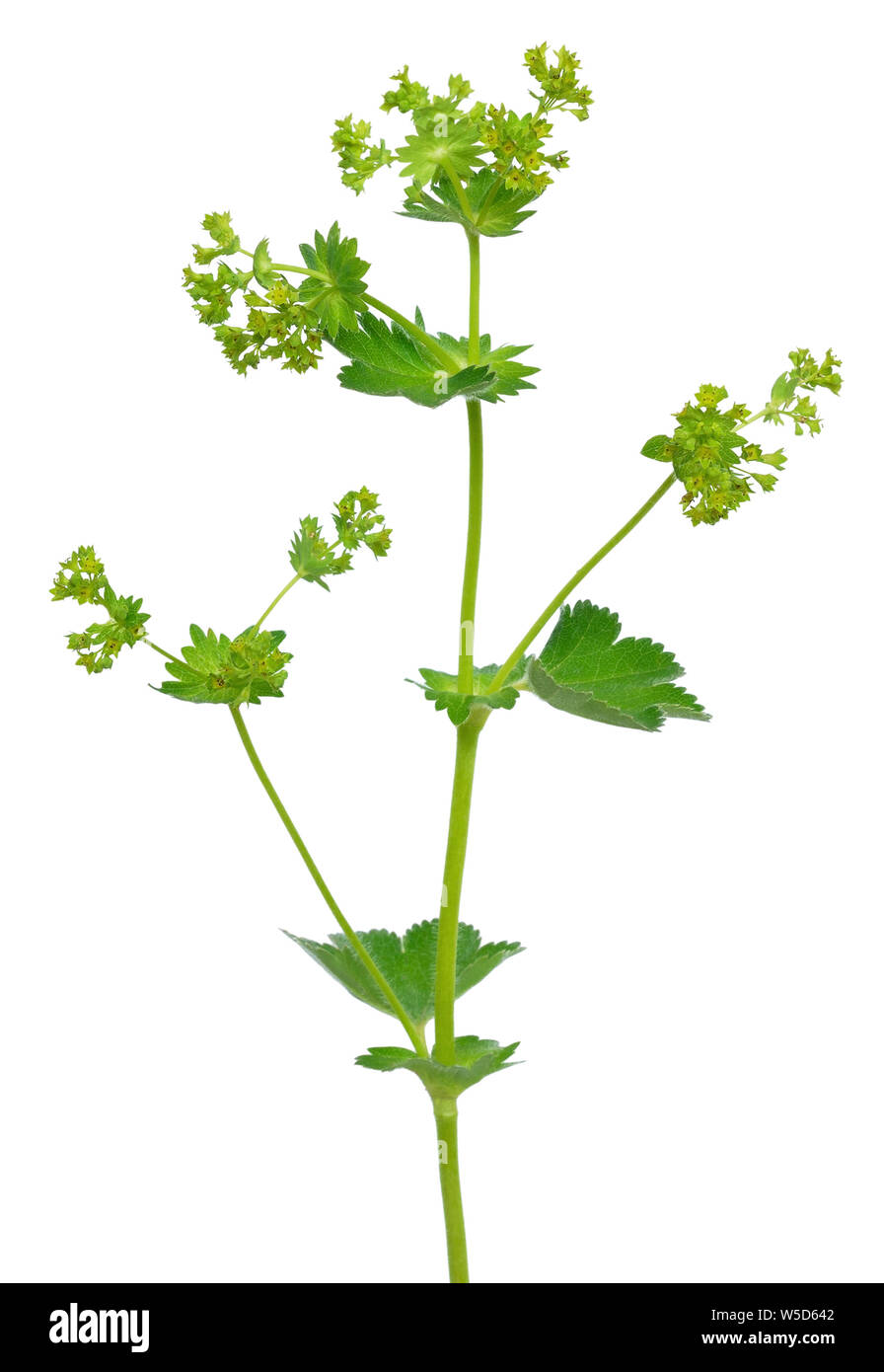 Ladys manto hierba (Alchemilla Mollis) aislado sobre fondo blanco. Foto de stock