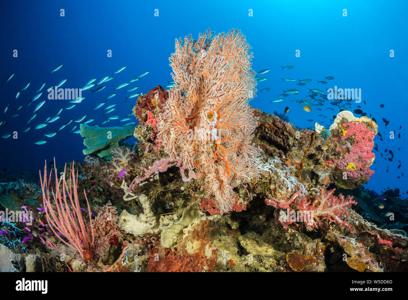 Especies de Coral, Kimbe Bay, Nueva Bretaña, Papua Nueva Guinea Foto de stock