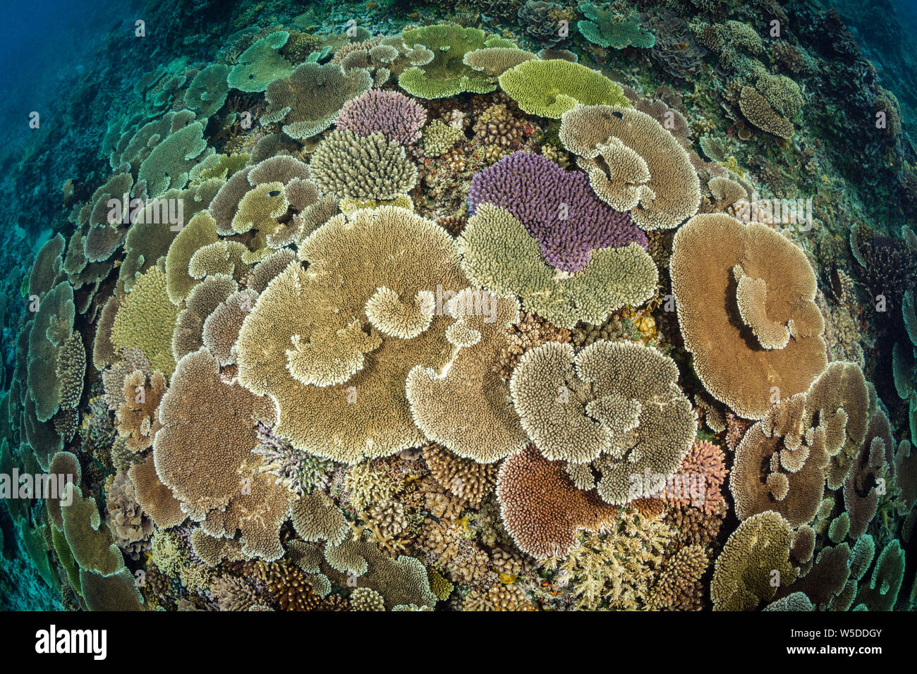 Los arrecifes de coral, Healty Kimbe Bay, Nueva Bretaña, Papua Nueva Guinea Foto de stock