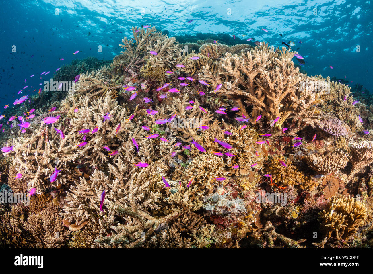 Los arrecifes de coral, Healty Kimbe Bay, Nueva Bretaña, Papua Nueva Guinea Foto de stock
