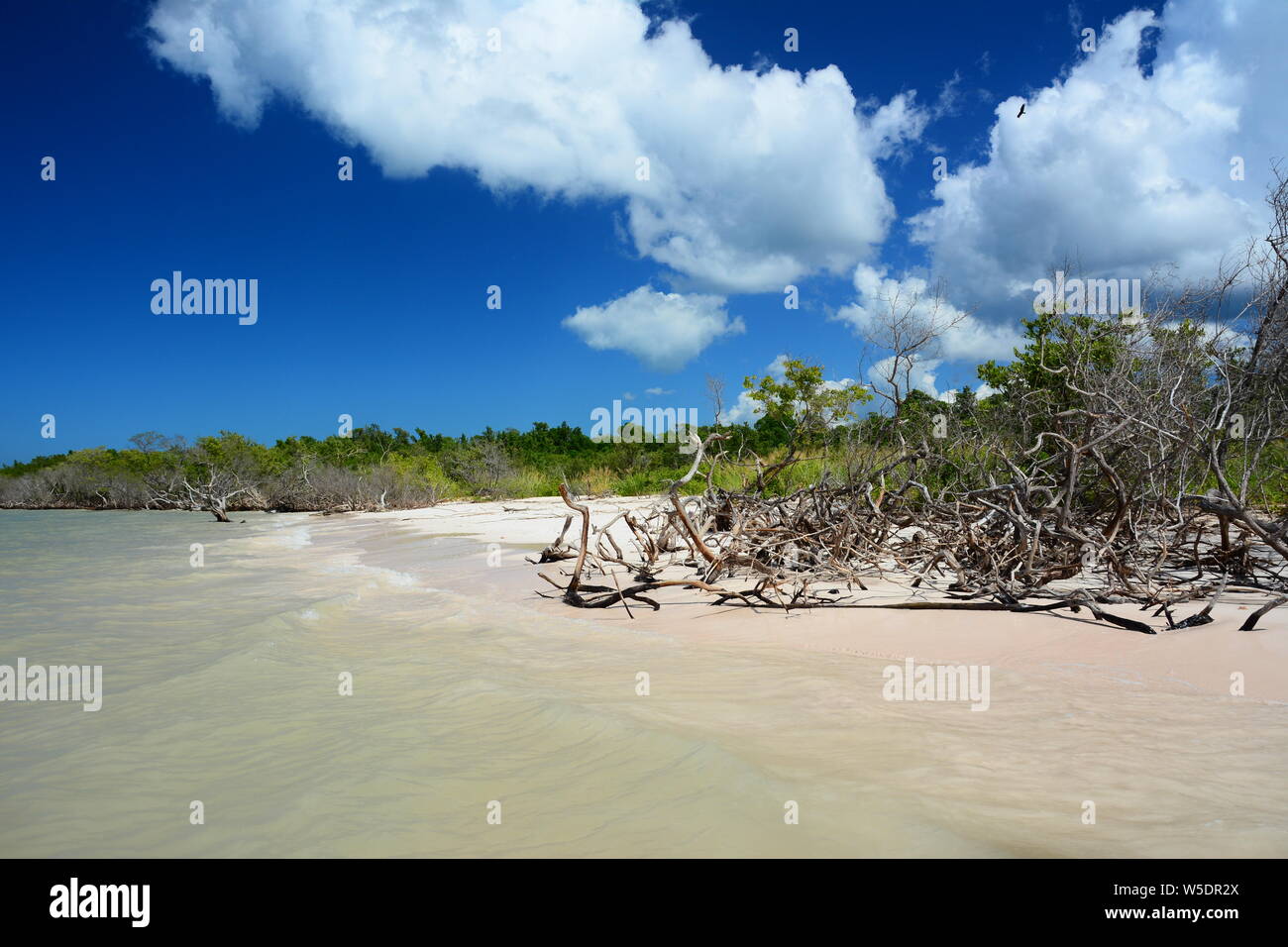 Playa, Cayo Jutías en la provincia de Pinar del Río, árboles de mangle Foto de stock