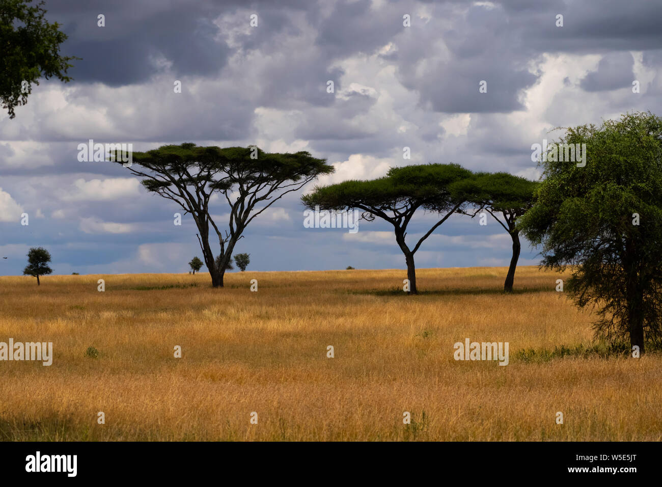 Acacia en el Parque nacional Serengeti, Tanzania Foto de stock