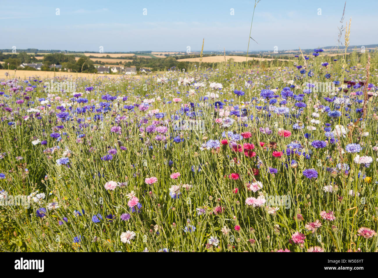 Variaciones de flores en un campo durante el verano Foto de stock