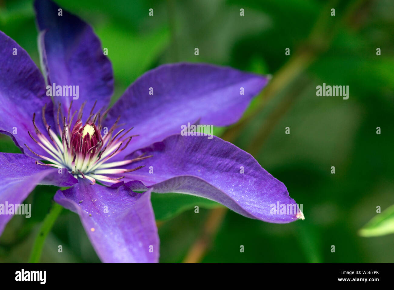 Lila Blüten einer violetten Clematis-Hybride Foto de stock