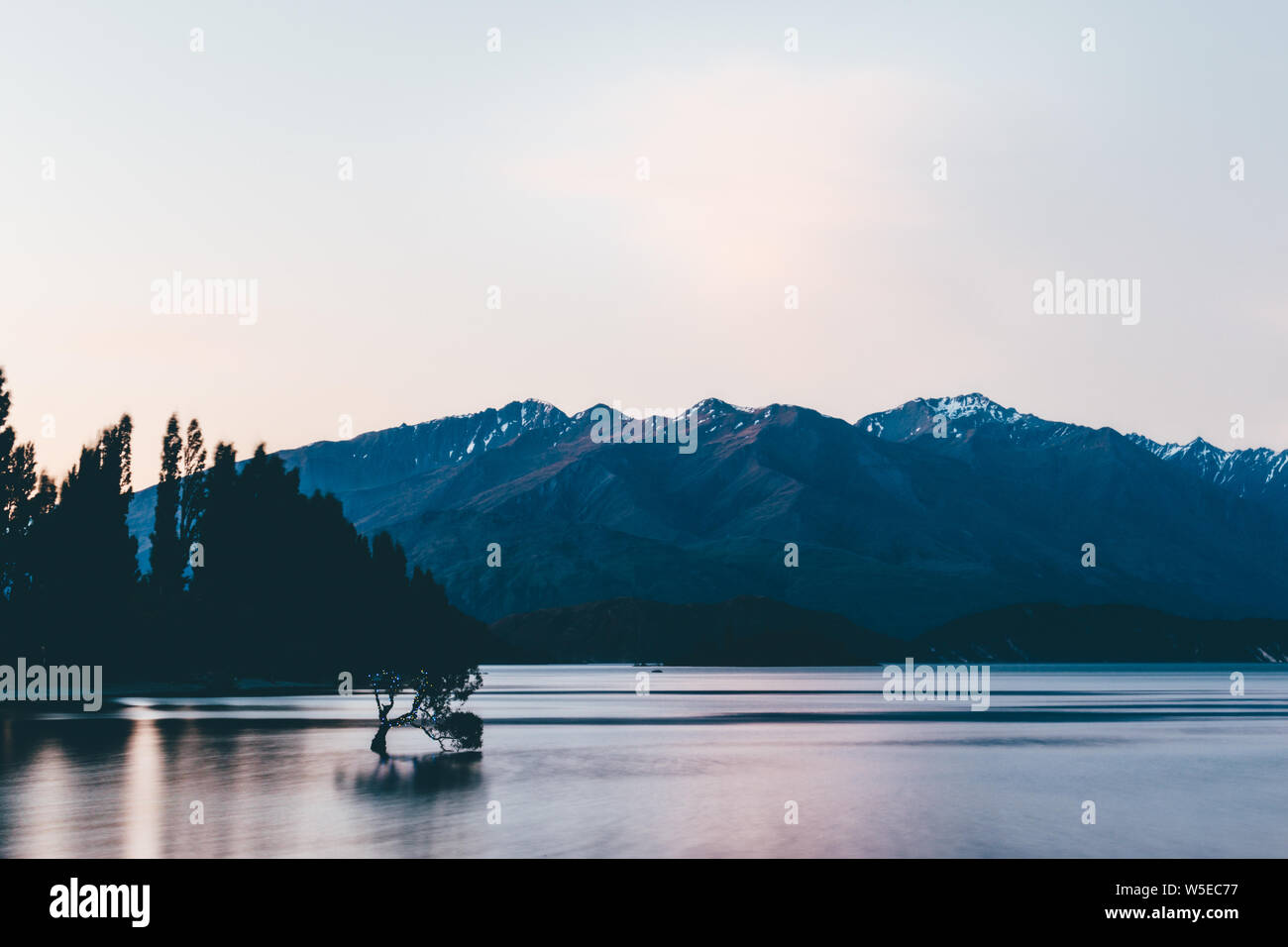El árbol Wanaka al atardecer Foto de stock