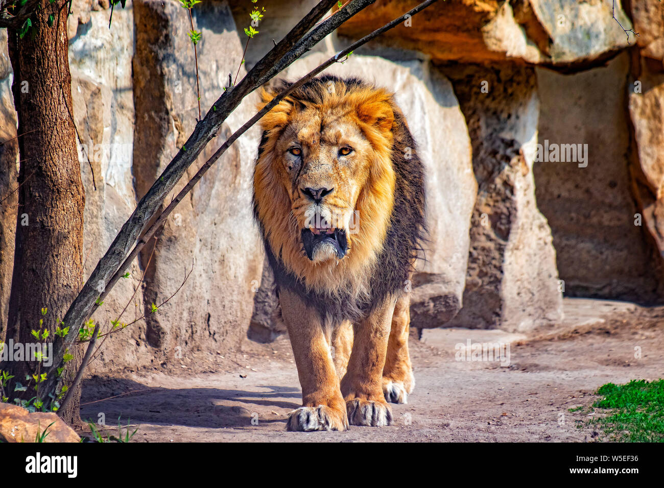 Cerrar Foto de Barbary lion. Él va. El fondo es una roca. Es león africano. El Barbary lion fue una población Panthera leo en el norte Foto de stock