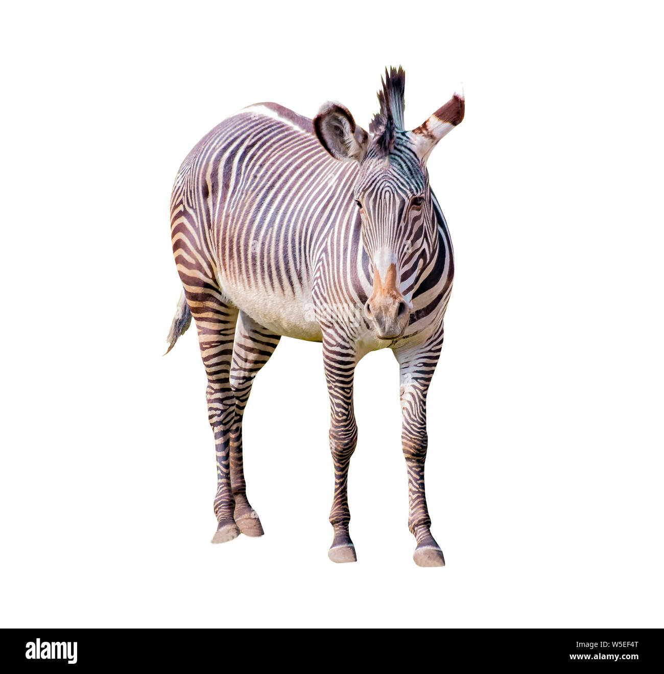 Cerrar Foto de Chapman's zebra aislado sobre fondo blanco, Equus quagga chapmani. Es la subespecie de los llanos zebra. Ellos son nativos Foto de stock