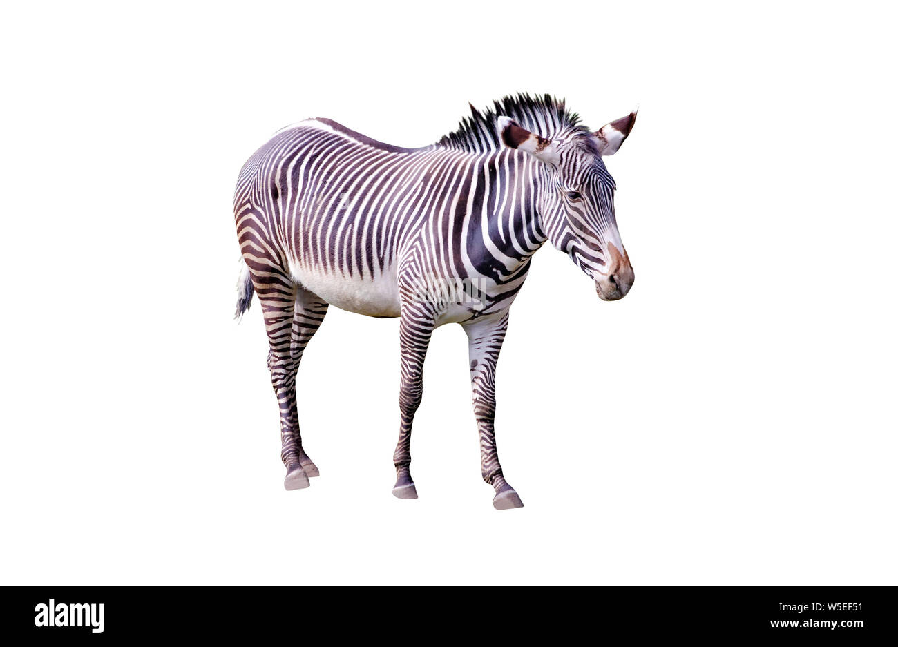 Cerrar Foto de Chapman's zebra aislado sobre fondo blanco, Equus quagga chapmani. Es la subespecie de los llanos zebra. Ellos son nativos Foto de stock