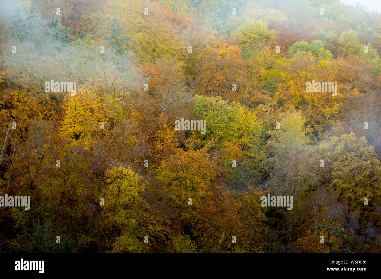 Cambiar colores de otoño en el bosque de árboles en Bernkastel-kues, Alemania significa elel concepto de continuidad y cambio de la vida Foto de stock