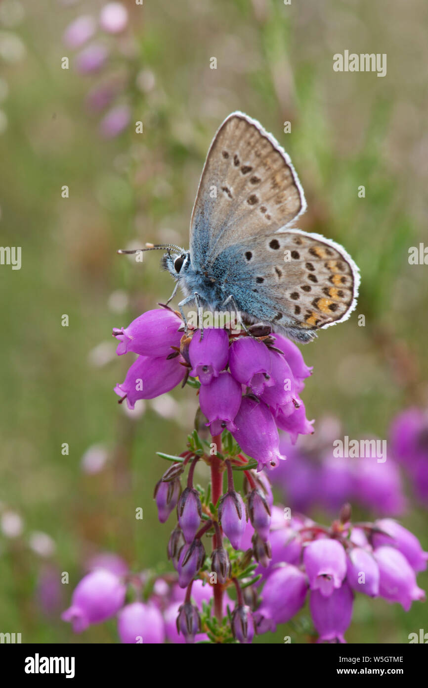 Plata-studded Blue, mariposas Plebejus argus, carente de espárragos azul plata, macho, Sussex, Reino Unido, Julio Foto de stock