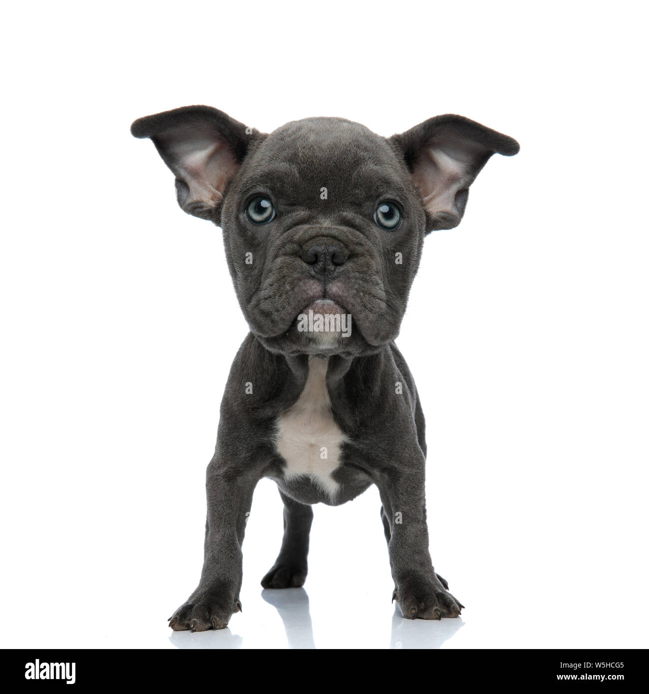 Gran Alerta Dirigido American Bully Cachorros De Pie Sobre Fondo Blanco Fotografia De Stock Alamy