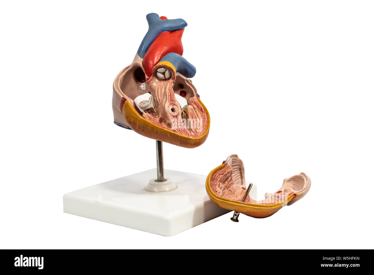 Anatomía Humana corazón modelo de plástico aislado sobre fondo blanco