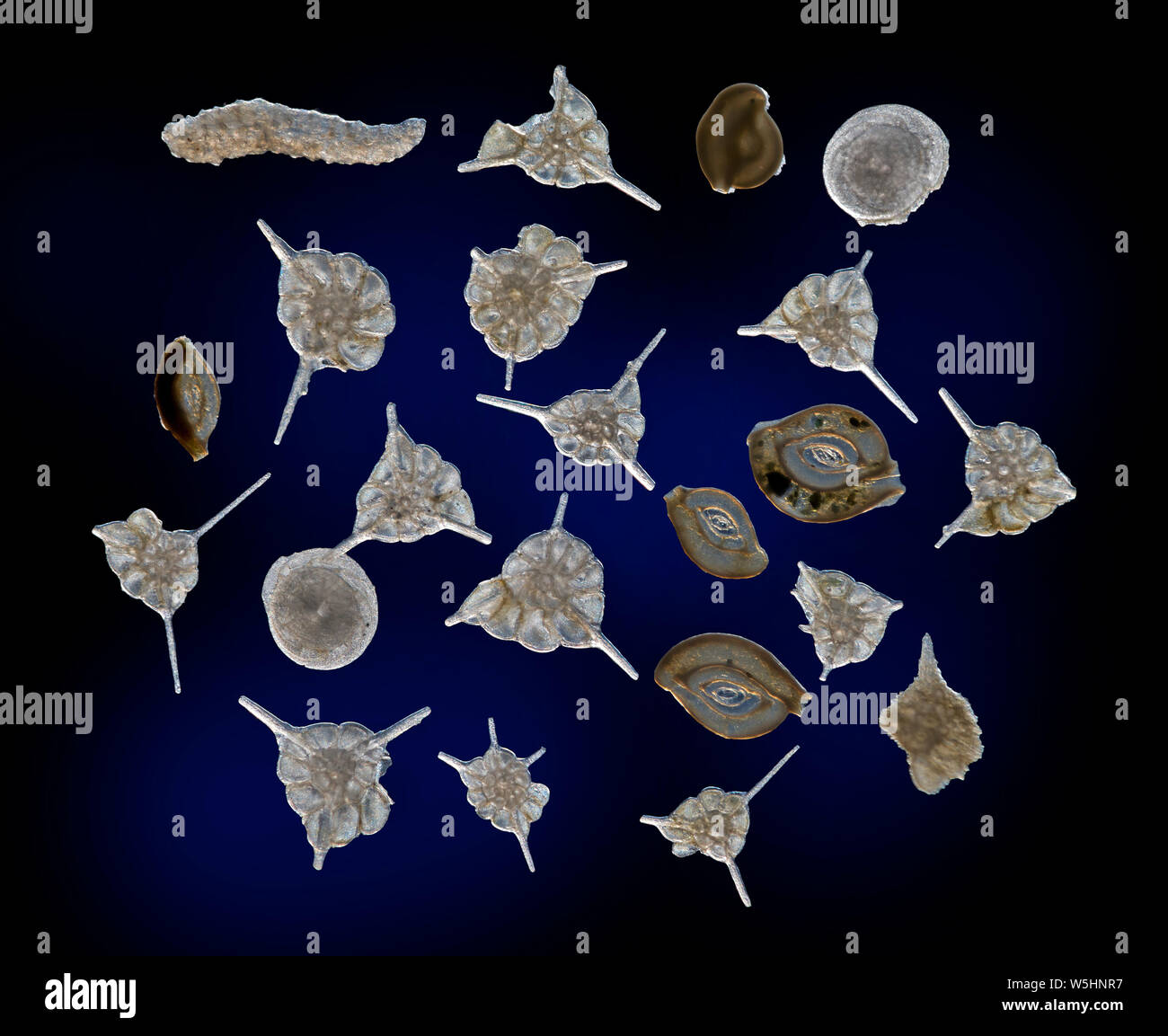 Foraminifera, Asterrotalia pulchella, el Mar del Sur de China Foto de stock