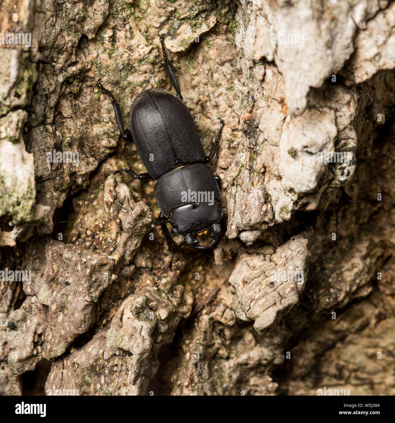 Menor Dorcus parallelipipedus Escarabajo ciervo en corteza de roble, Schleswig-Holstein, Alemania Foto de stock