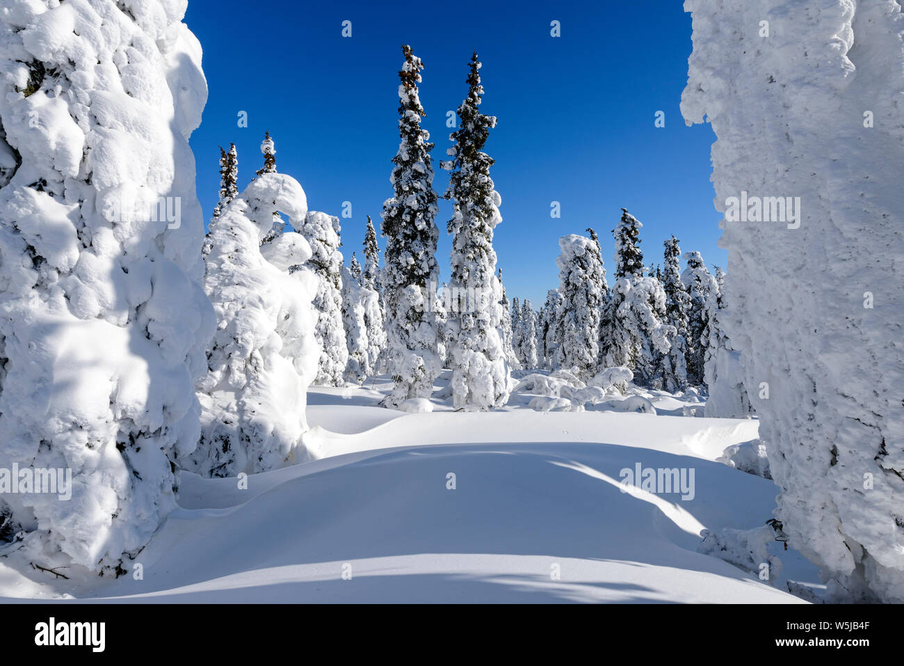 Árboles congelados en la Dalton Highway, Alaska Foto de stock