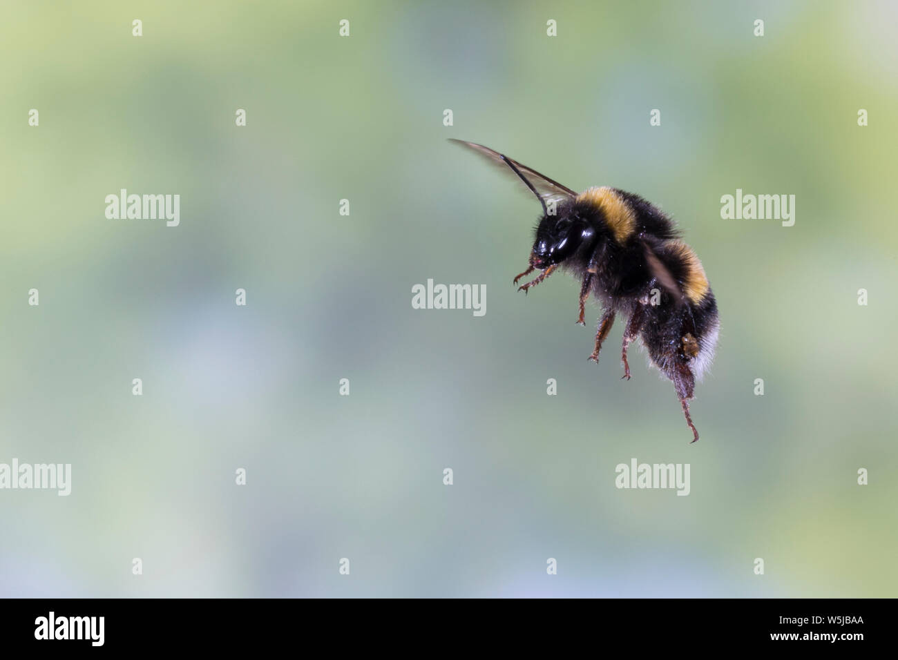 Flug, fliegend Erdhummel im, Insektenflug, Bombus spec., Bombus, Bombus terrestris-aggr., Bombus terrestris s. lat., abejorro, vuelo, volando Foto de stock