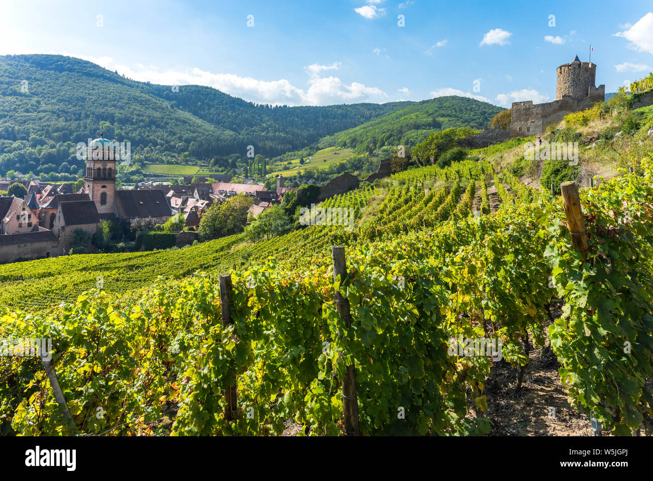 Ciudad Kaysersberg y su castillo, la Ruta del Vino de Alsacia, Francia, rodeado por viñedos y montañas Vosges Foto de stock