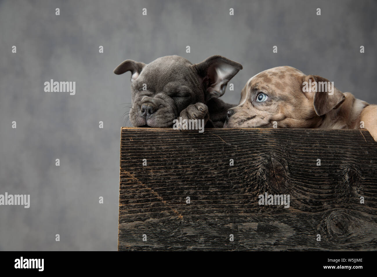 Dos Cute American Bully Cachorros Descansando En Una Caja De Madera Sobre Fondo Gris Fotografia De Stock Alamy