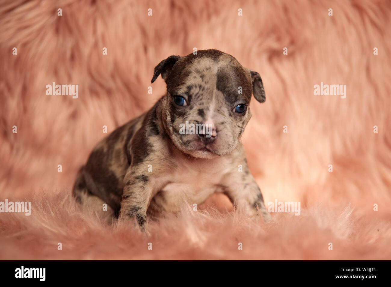 Perro Blanco Manchas Marrones Fotos E Imagenes De Stock Alamy