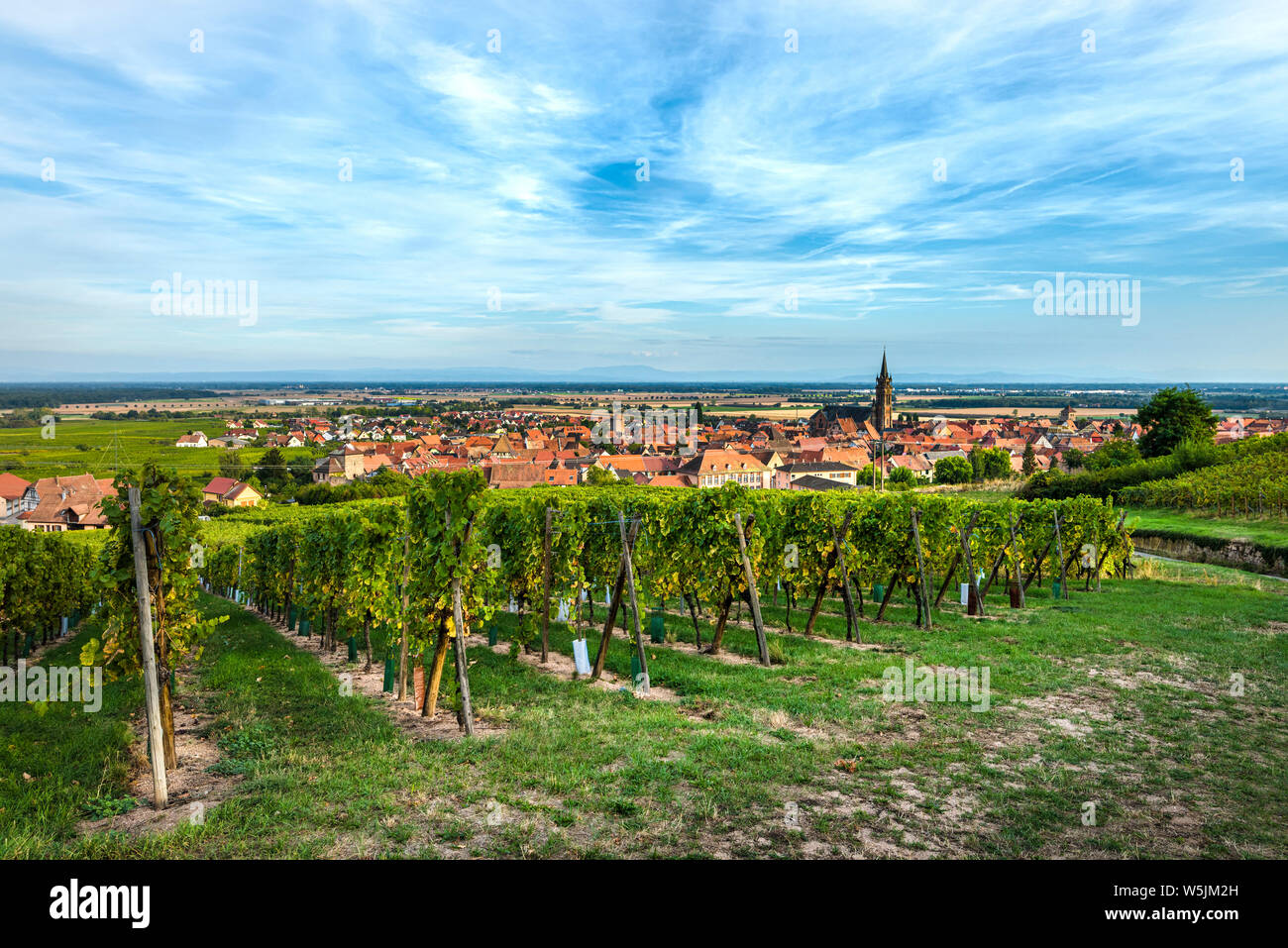Aldea Dambach-la-Ville y su viñedo, la vitivinicultura de la Ruta del Vino de Alsacia, Francia, vista panorámica desde arriba Foto de stock