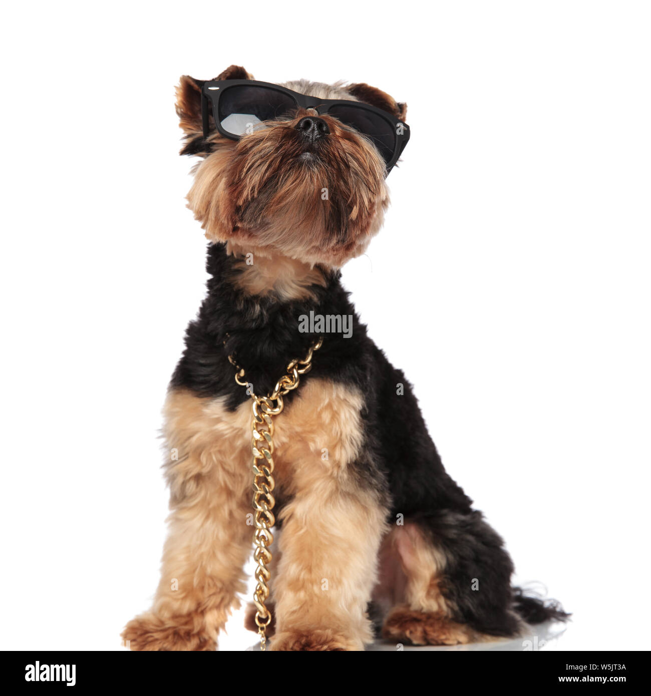 Collar de perro de oro fotografías e imágenes alta resolución - Página 6 - Alamy